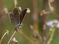 maudoc.com • Polyommatus icarus •  IMG_9023.jpg   Polyommatus icarus