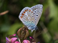 maudoc.com • Polyommatus icarus •  IMG_9190.jpg   Polyommatus icarus : Polyommatus icarus