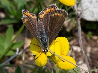 maudoc.com • Polyommatus icarus •  IMG_9192.jpg   Polyommatus icarus : Farfalla, Polyommatus icarus