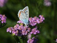 maudoc.com • Polyommatus icarus •  IMG_9296.jpg   Polyommatus icarus : Polyommatus icarus