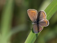 maudoc.com • Polyommatus icarus •  IMG_9742.jpg   Polyommatus icarus : Farfalla, Polyommatus icarus