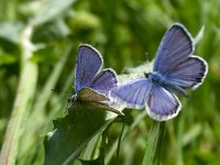 maudoc.com • Polyommatus icarus •  P argyrognomon_P icarus02.jpg   Polyommatus icarus & Plebejus argyrognomon : Farfalla