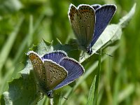 maudoc.com • Polyommatus icarus •  P argyrognomon_P icarus03.jpg   Polyommatus icarus & Plebejus argyrognomon : Farfalla