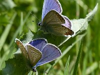 maudoc.com • Polyommatus icarus •  P argyrognomon_P icarus04.jpg   Polyommatus icarus & Plebejus argyrognomon : Farfalla