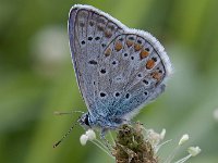 maudoc.com • Polyommatus icarus •  Polyommatus_icarus11.jpg   Polyommatus icarus  male : Farfalla