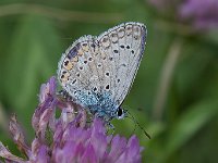 maudoc.com • Polyommatus icarus •  Polyommatus_icarus12.jpg   Polyommatus icarus  male : Farfalla