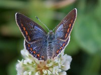 maudoc.com • Polyommatus icarus •  Polyommatus_icarus22.jpg   Polyommatus icarus  female : Farfalla