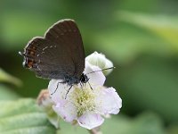 Satyrium ilicis