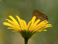 maudoc.com • Satyrium spini •  IMG_1386.jpg   Satyrium spini