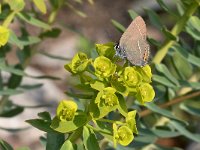 maudoc.com • Satyrium spini •  IMG_5480a.jpg   Satyrium spini : Farfalla, Satyrium spini