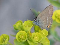 Satyrium spini