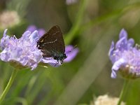 maudoc.com • Satyrium spini •  IMG_6334.jpg   Satyrium spini : Farfalla, Satyrium spini