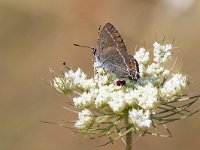 maudoc.com • Satyrium spini •  IMG_8072.jpg   Satyrium spini : Farfalla, Satyrium spini