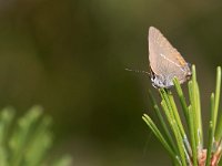 maudoc.com • Satyrium spini •  IMG_9025.jpg   Satyrium spini : Satyrium spini, Farfalla