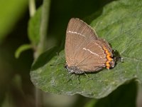 Satyrium w-album