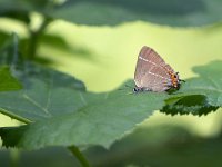 maudoc.com • Satyrium w-album •  IMG_8217.jpg   Satyrium w-album : Farfalla, Satyrium w-album