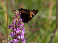 maudoc.com • Aglais urticae •  IMG_0800.jpg   Aglais urticae : Farfalla, Vanessa dell'ortica - Aglais urticae, orchidea