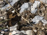 maudoc.com • Aglais urticae •  IMG_1298.jpg   Aglais urticae : Farfalla, Vanessa dell'ortica - Aglais urticae