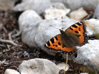 maudoc.com • Aglais urticae •  IMG_1322.jpg   Aglais urticae : Vanessa dell'ortica - Aglais urticae, Farfalla