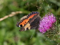 maudoc.com • Aglais urticae •  IMG_1499.jpg   Aglais urticae : Vanessa dell'ortica - Aglais urticae, Farfalla