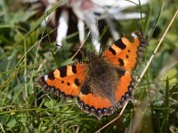 maudoc.com • Aglais urticae •  IMG_1502.jpg   Aglais urticae : Vanessa dell'ortica - Aglais urticae, Farfalla