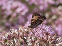 maudoc.com • Aglais urticae •  IMG_3929.jpg   Aglais urticae : Vanessa dell'ortica - Aglais urticae