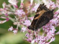 maudoc.com • Aglais urticae •  IMG_3931.jpg   Aglais urticae : Vanessa dell'ortica - Aglais urticae