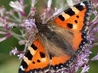 maudoc.com • Aglais urticae •  IMG_3936.jpg   Aglais urticae : Vanessa dell'ortica - Aglais urticae