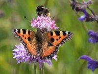 maudoc.com • Aglais urticae •  IMG_5298.jpg   Aglais urticae : Farfalla, Vanessa dell'ortica - Aglais urticae