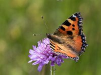 maudoc.com • Aglais urticae •  IMG_5301.jpg   Aglais urticae : Farfalla, Vanessa dell'ortica - Aglais urticae