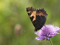 maudoc.com • Aglais urticae •  IMG_5308.jpg   Aglais urticae : Farfalla, Vanessa dell'ortica - Aglais urticae