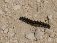 maudoc.com • Aglais urticae •  IMG_9519.jpg   Aglais urticae  caterpillar : bruco