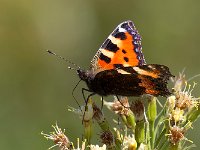 maudoc.com • Aglais urticae •  IMG_9544.jpg   Aglais urticae : Vanessa dell'ortica - Aglais urticae