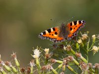 Aglais urticae