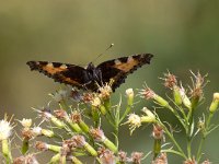 maudoc.com • Aglais urticae •  IMG_9552.jpg   Aglais urticae : Vanessa dell'ortica - Aglais urticae