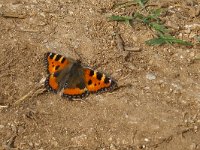 maudoc.com • Aglais urticae •  vanessaortica.jpg   Aglais urticae : Farfalla, Vanessa dell'ortica - Aglais urticae