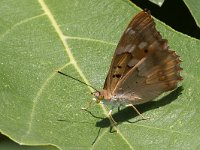 Apatura ilia