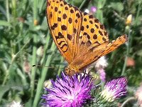 Argynnis laodice