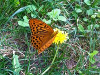 maudoc.com • Argynnis paphia •  Argynnis_paphia.jpg   Argynnis paphia