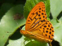 maudoc.com • Argynnis paphia •  Argynnis_paphia02.jpg   Argynnis paphia : Argynnis paphia, Farfalla