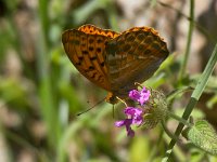 maudoc.com • Argynnis paphia •  Argynnis_paphia03.jpg   Argynnis paphia : Argynnis paphia, Farfalla