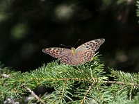 maudoc.com • Argynnis paphia •  IMG_0421.jpg   Argynnis paphia : Farfalla, Argynnis paphia