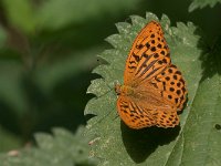 maudoc.com • Argynnis paphia •  IMG_0689.jpg   Argynnis paphia : Farfalla, Argynnis paphia