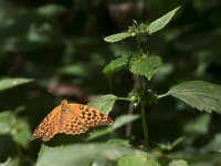 maudoc.com • Argynnis paphia •  IMG_0807.jpg   Argynnis paphia : Farfalla, Argynnis paphia