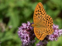 maudoc.com • Argynnis paphia •  IMG_1100.jpg   Argynnis paphia : Argynnis paphia