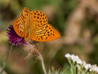 maudoc.com • Argynnis paphia •  IMG_1743.jpg   Argynnis paphia : Argynnis paphia, Farfalla