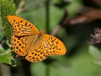 maudoc.com • Argynnis paphia •  IMG_1772.jpg   Argynnis paphia : Argynnis paphia, Farfalla