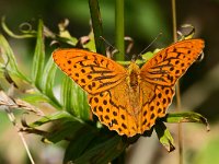 maudoc.com • Argynnis paphia •  IMG_1773.jpg   Argynnis paphia : Argynnis paphia, Farfalla