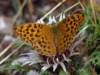 maudoc.com • Argynnis paphia •  IMG_1857.jpg   Argynnis paphia : Argynnis paphia, Farfalla