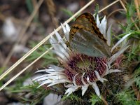 maudoc.com • Argynnis paphia •  IMG_1861.jpg   Argynnis paphia : Argynnis paphia, Farfalla